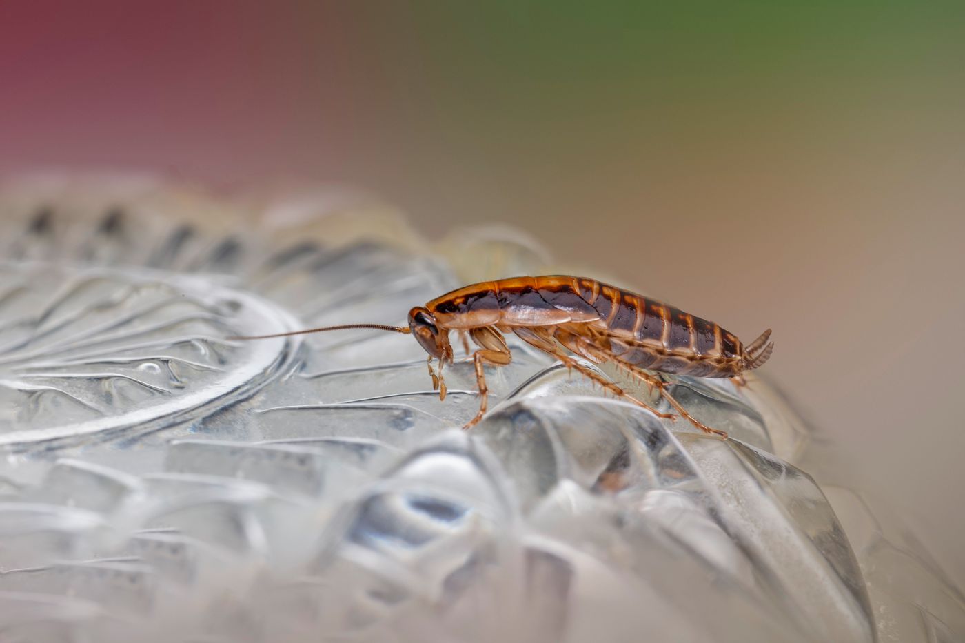 Close-up macro photograph of a cockroach, a common household pest addressed by pest control services