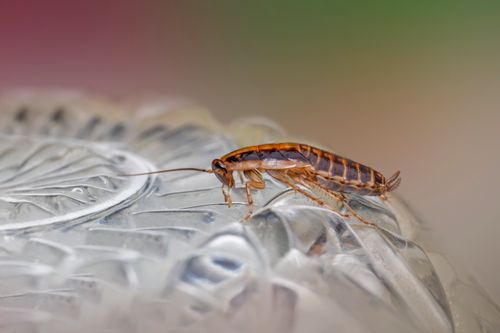 Cockroach, a common pest treated with cockroach control