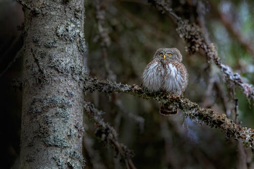 Photos gratuites de arbre, branche, chouette naine eurasienne