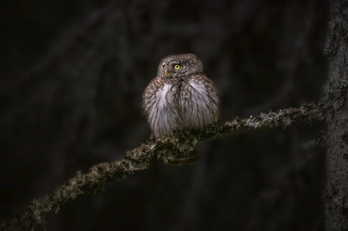 Photos gratuites de branche, chouette naine eurasienne, fond d'écran