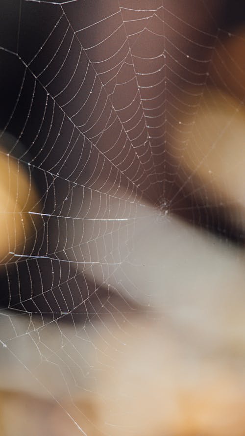 Close-up on Spiderweb