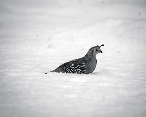 Black and White Photo of Quail Sitting in Snow