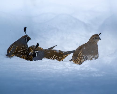 Foto stok gratis burung-burung, dingin, fotografi binatang