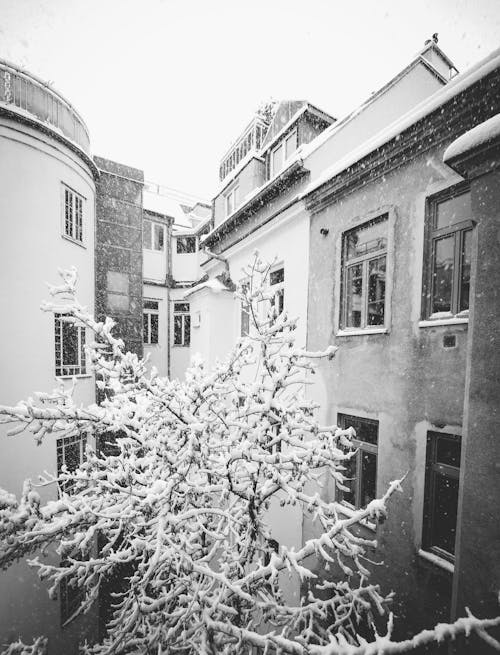 Black and White Photo of Frozen Tree between Buildings