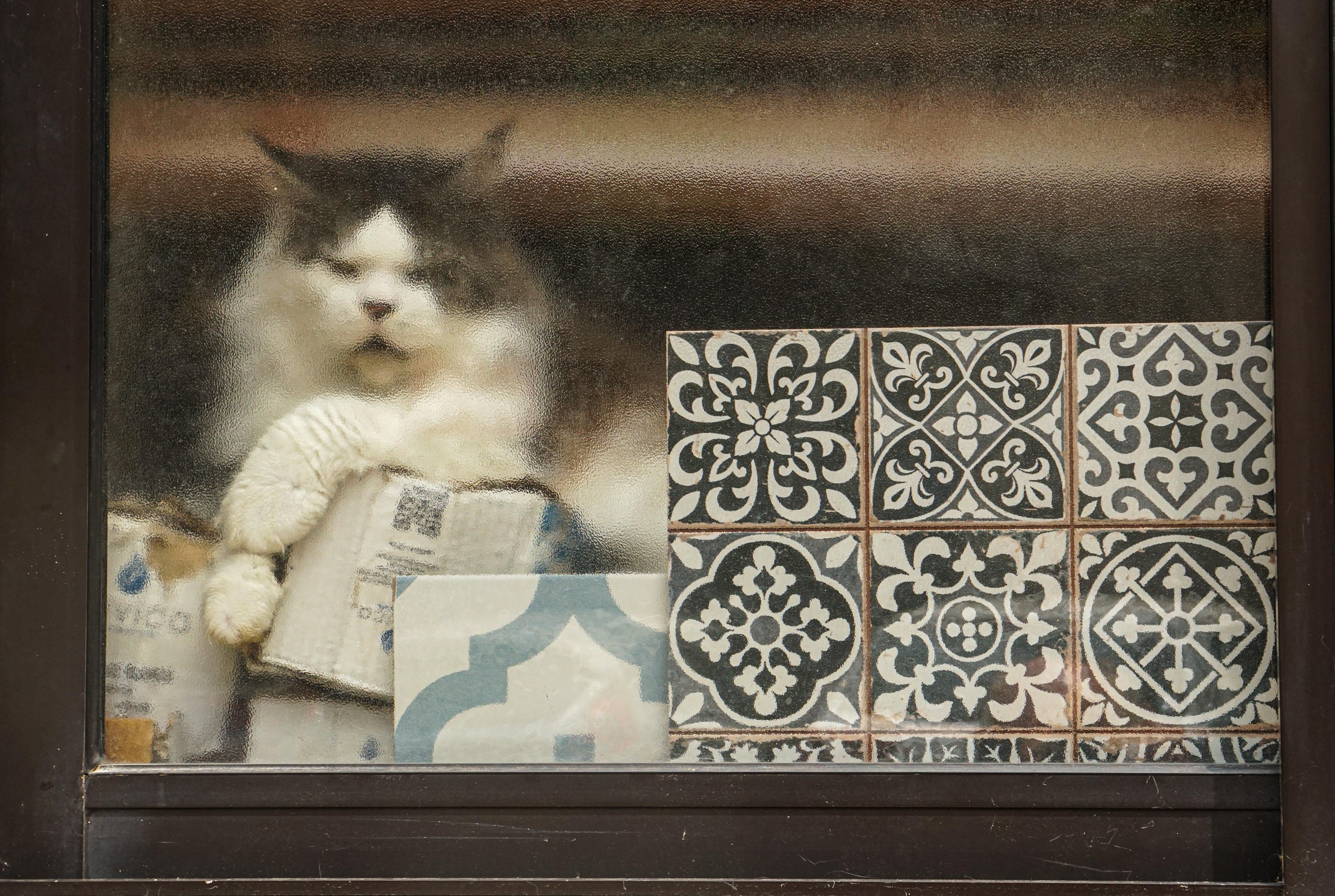 A fluffy cat resting behind decorative patterned tiles visible through a window.