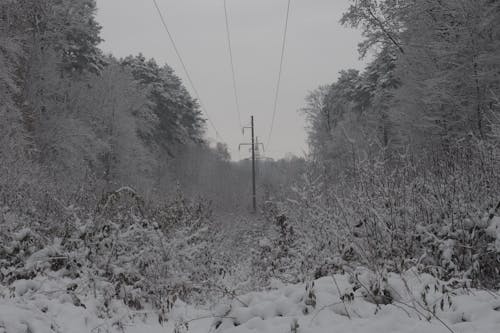 Безкоштовне стокове фото на тему «білий, дерева, зима»