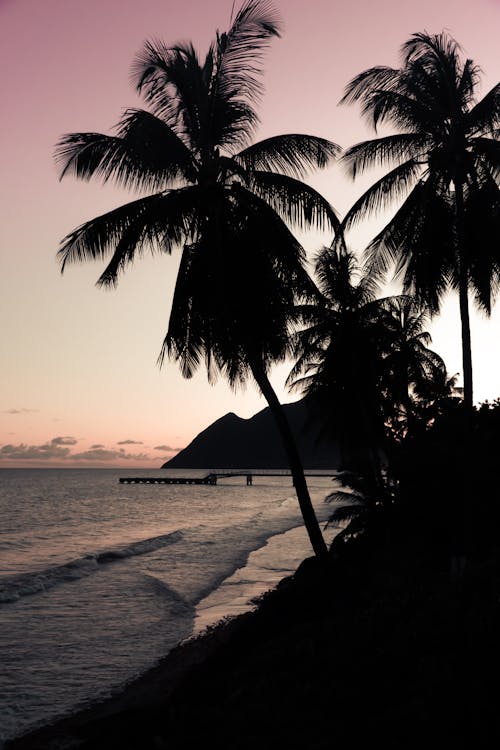 Palm Trees on Sea Shore at Dusk