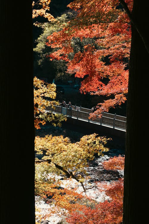 Bridge in a Park in Fall 