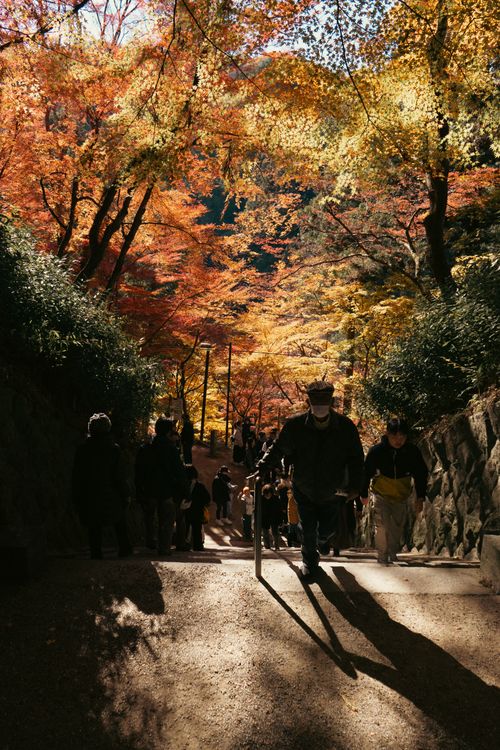 Free Sunlit autumn pathway with people enjoying colorful fall foliage in Japan. Stock Photo