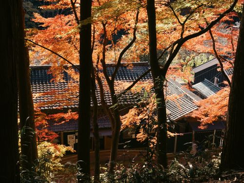 Free Scenic view of vibrant autumn leaves over traditional buildings in Toyota, Japan. Stock Photo