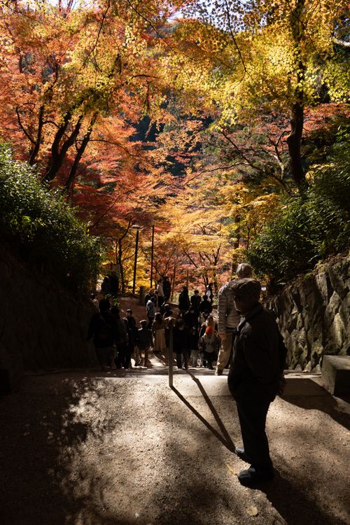 Free People enjoying a serene autumn day in the vibrant forests of Korankei, Japan. Stock Photo