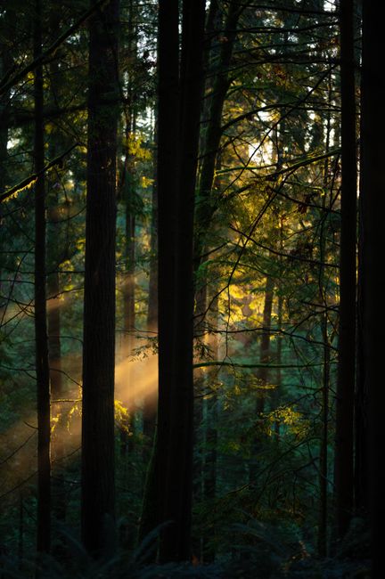 Beautiful sunlight streaming through tall trees in a Vancouver forest during sunset, capturing nature's serenity.