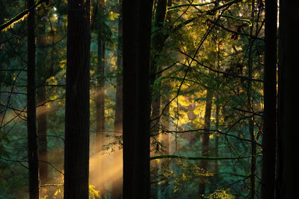 Oakridge Vancouver neighborhood