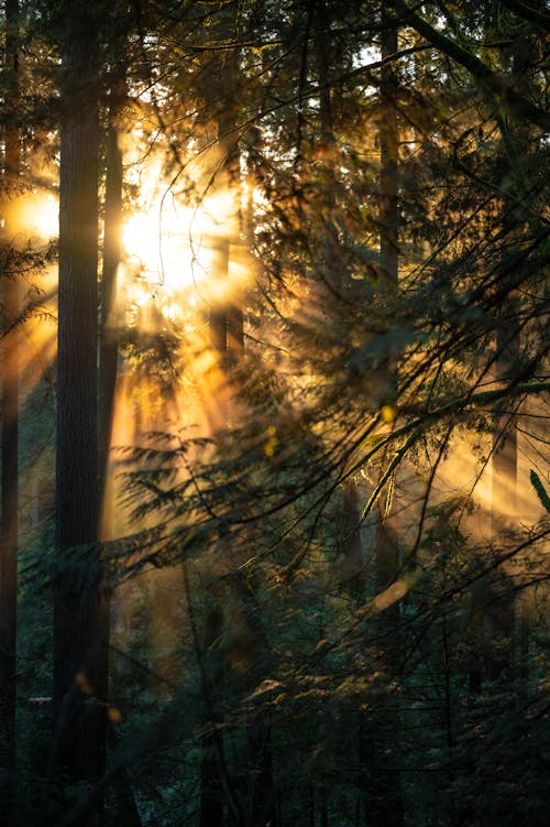 Free Sunbeams in Coniferous Forest Stock Photo