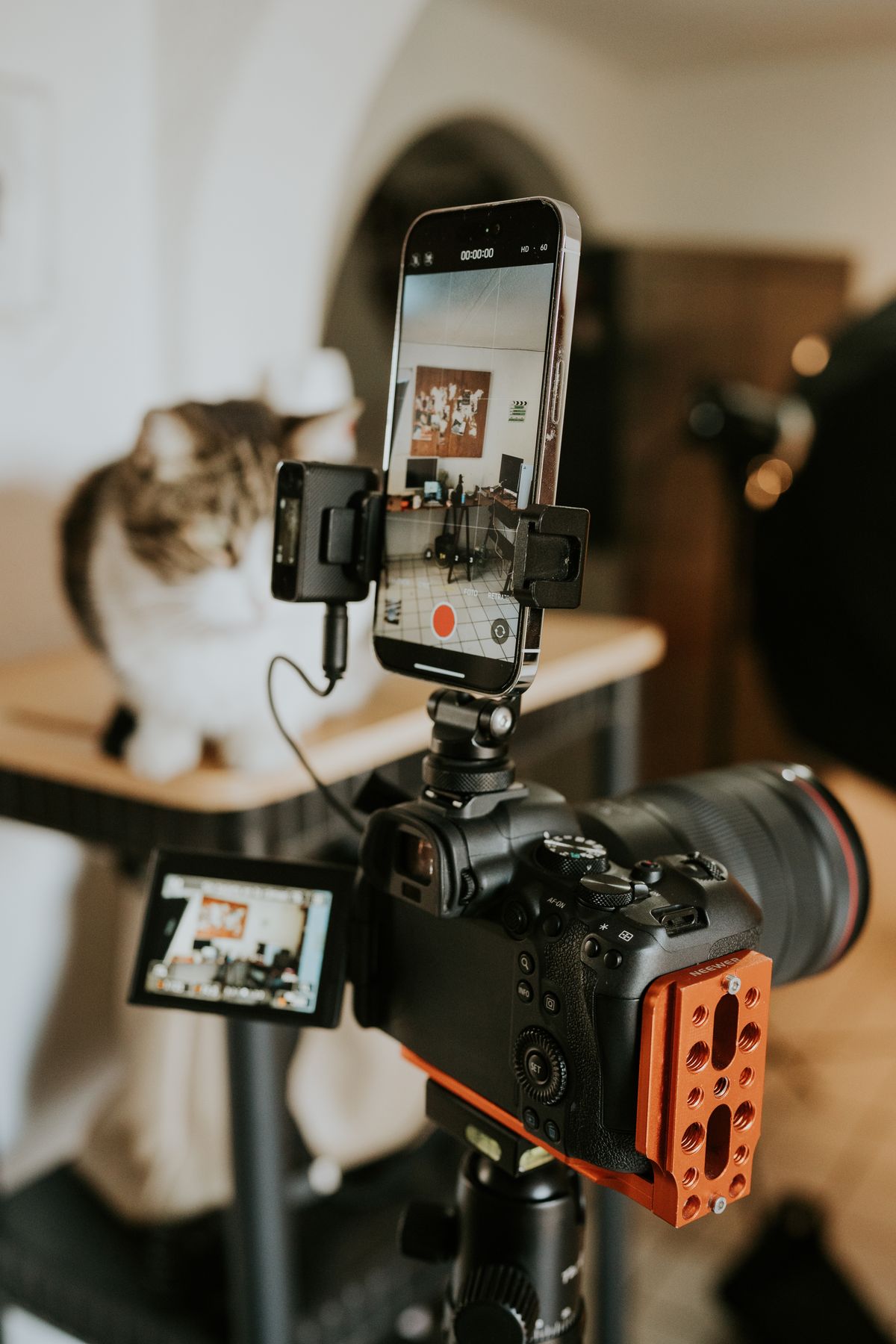 Camera and smartphone monitoring a cat relevant to Nuvopet pet cameras and connected monitoring
