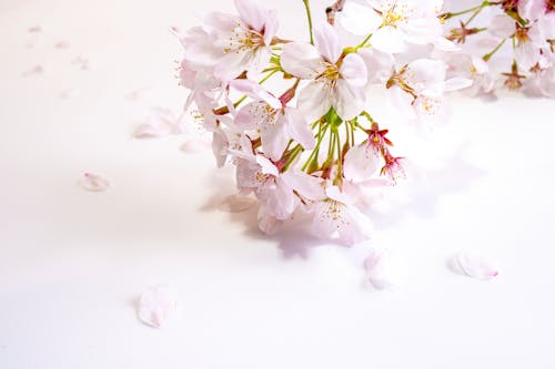 Close-up of Delicate Cherry Flowers