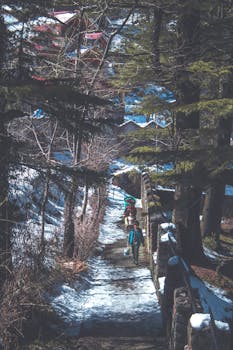 冬日里，人们沿着白雪皑皑的森林小径行走，四周树木环绕