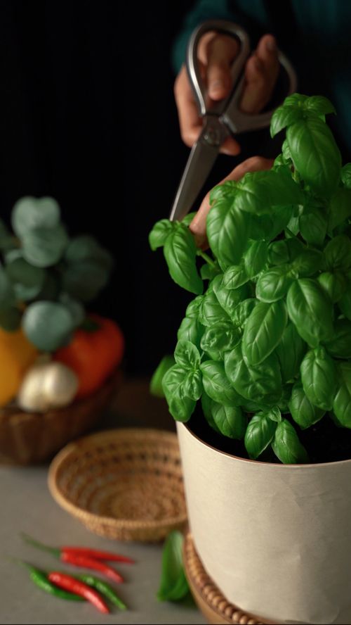 Free Close-up of fresh basil being trimmed in a kitchen setting. Perfect for culinary and gardening themes. Stock Photo