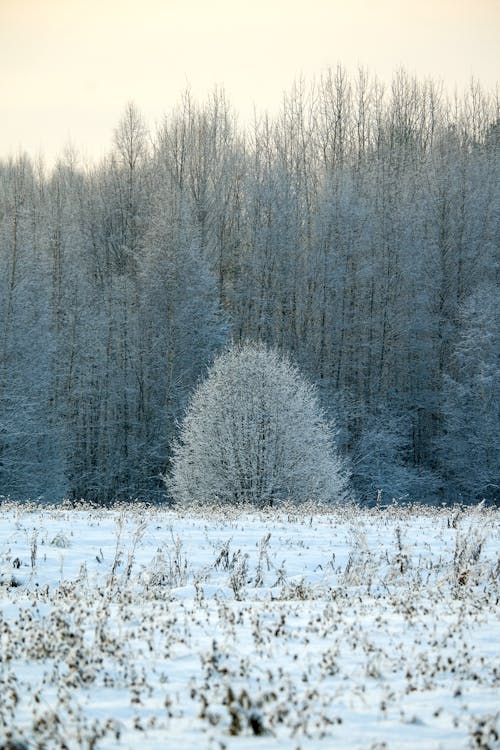 Fotos de stock gratuitas de arboles, bosque, congelado