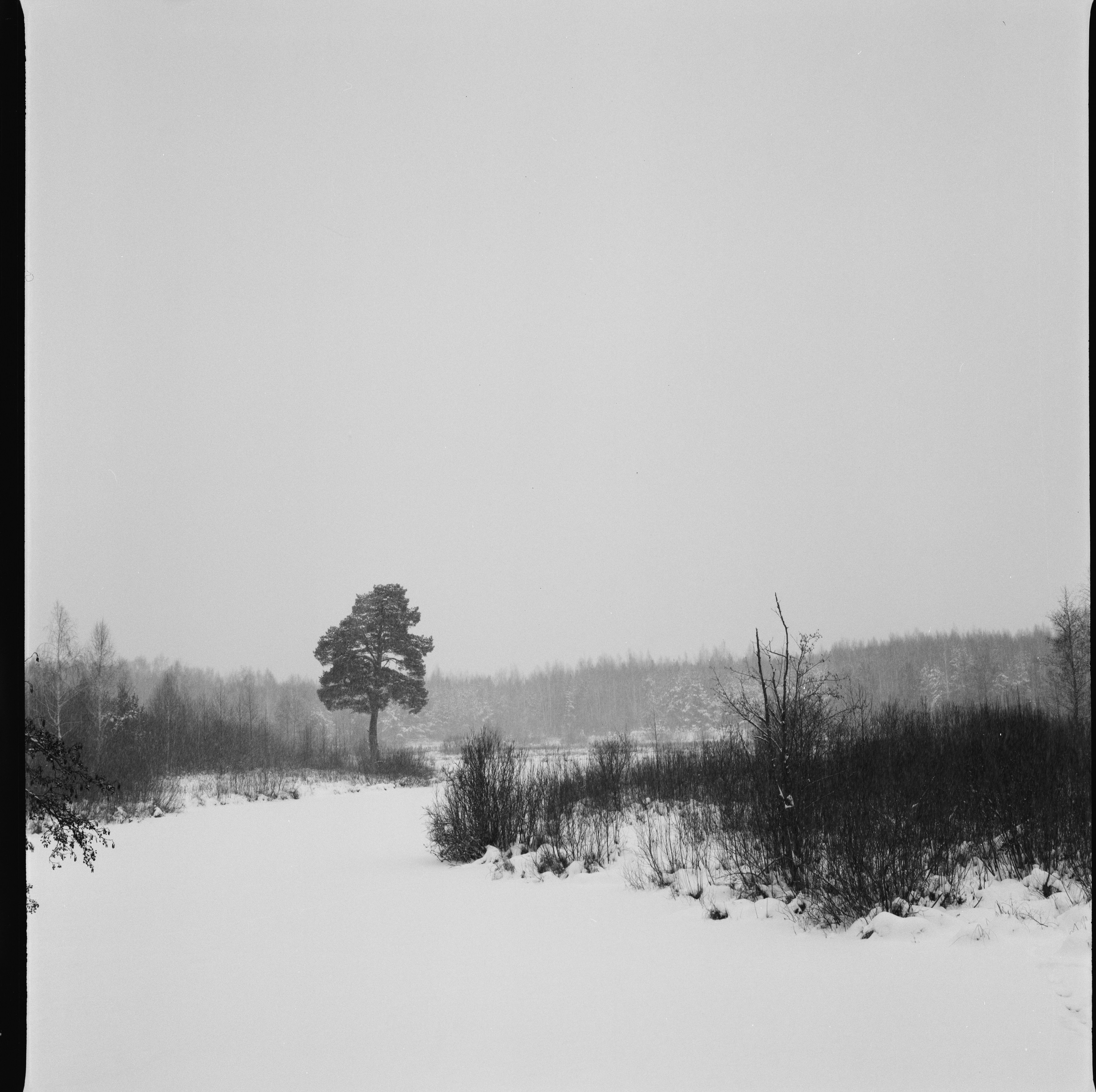 Black and White Photo of Winter Landscape · Free Stock Photo