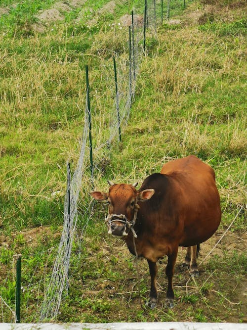 Cow in the Pasture 