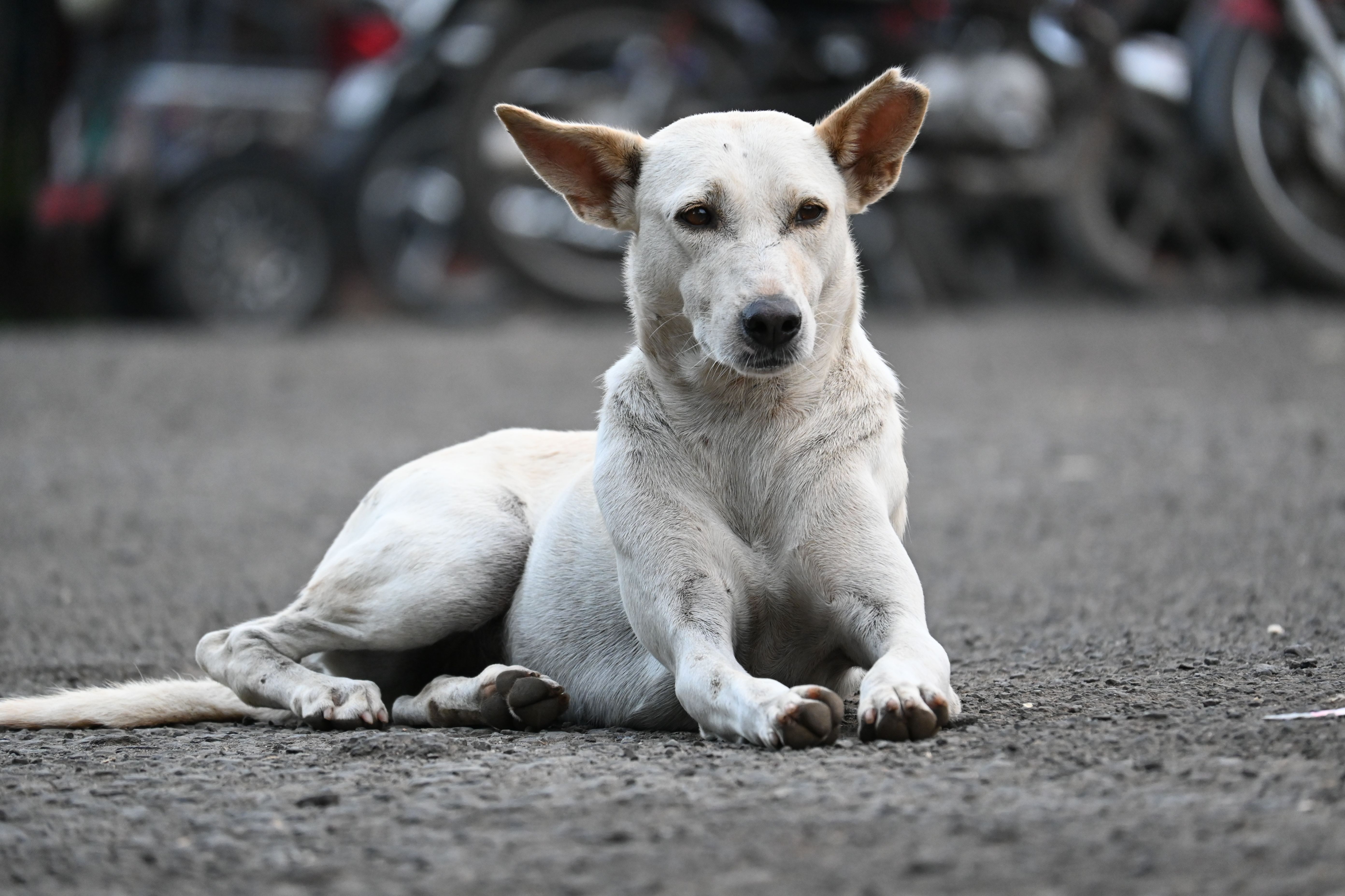 White Dog Lying Down on Ground · Free Stock Photo