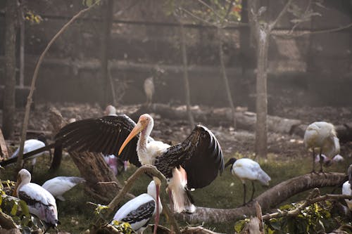 Безкоштовне стокове фото на тему «відділення, зграя птахів, зоопарк»