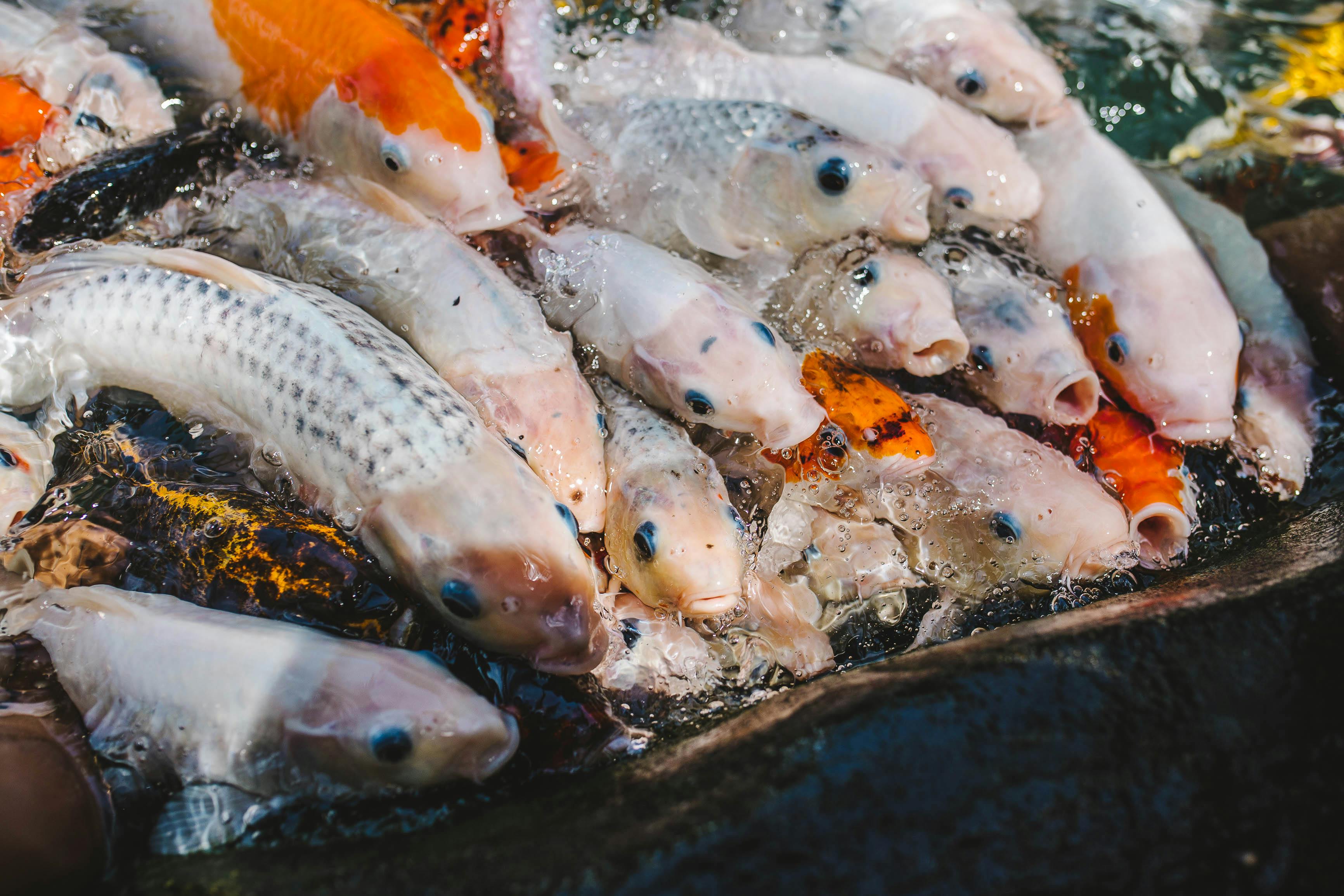 Koi Fisch Im Wasser Kostenloses Stock Foto