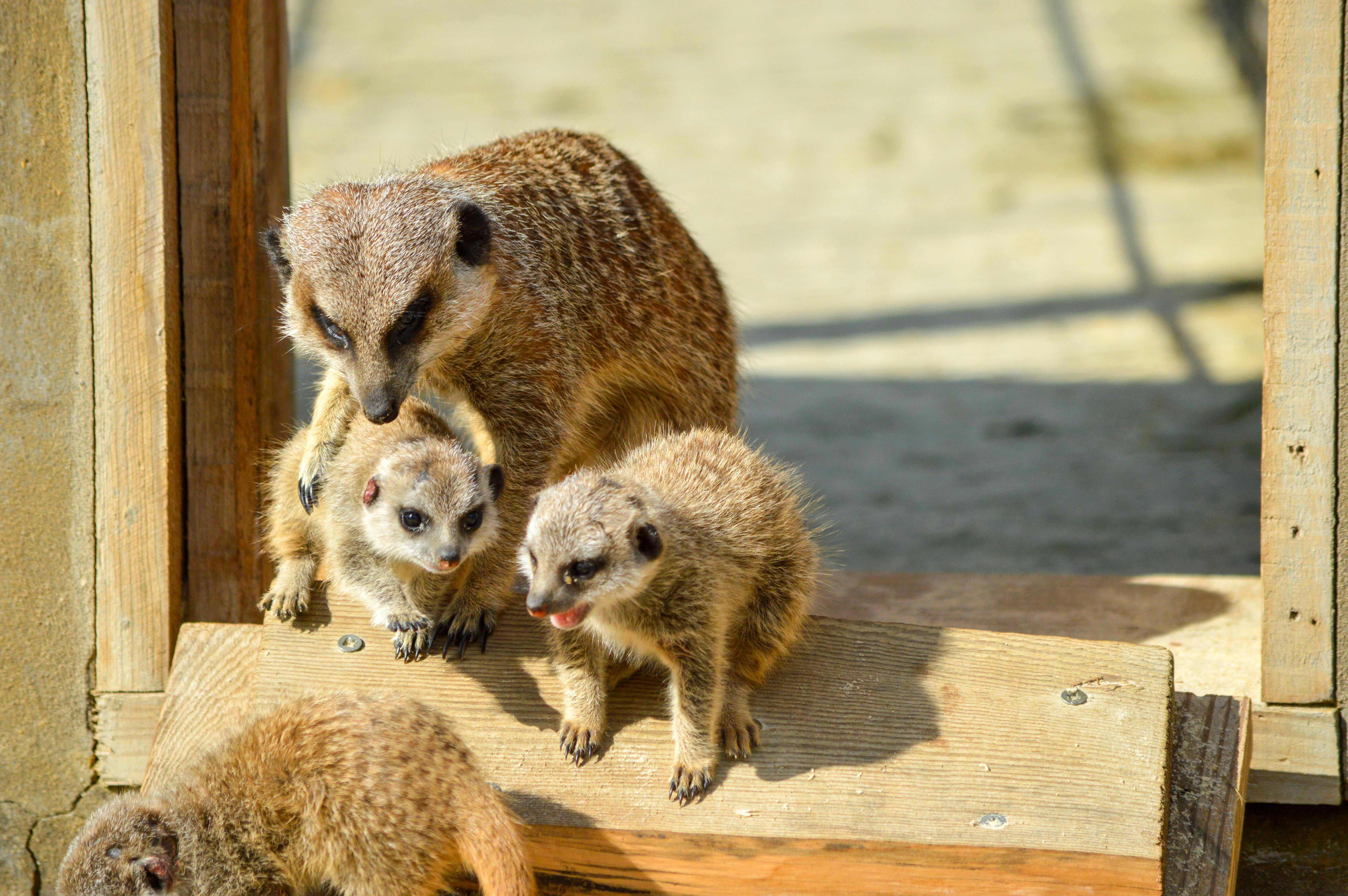 A family of meerkats enjoying the sunlight on a wooden platform, featuring an adult with two young m