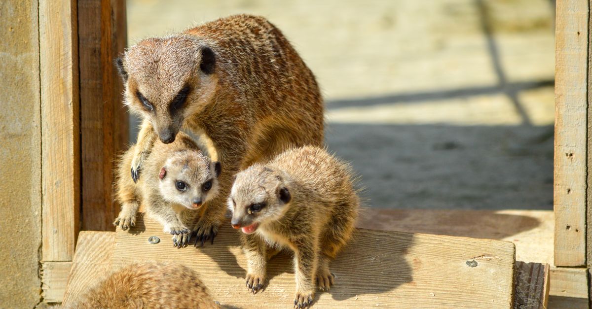 A family of meerkats enjoying the sunlight on a wooden platform, featuring an adult with two young m