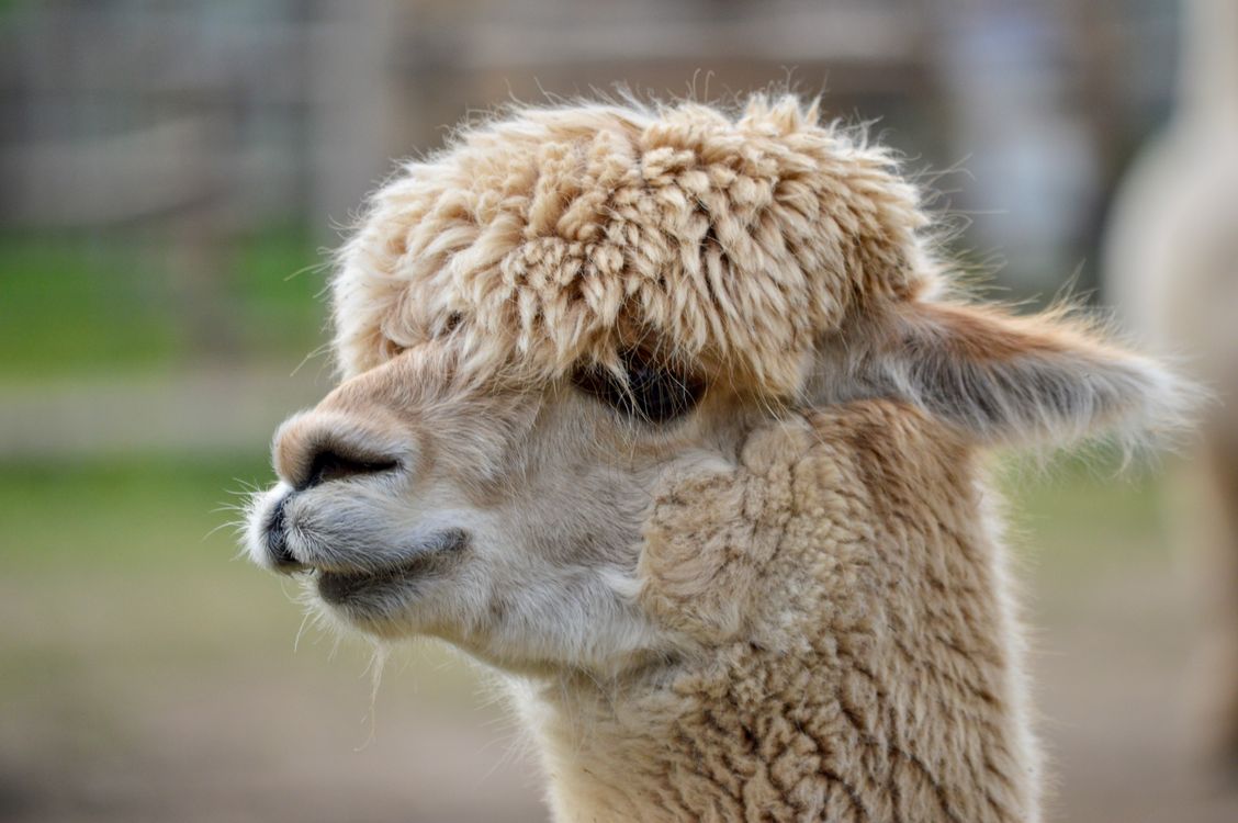 Close-up of an Alpaca · Free Stock Photo
