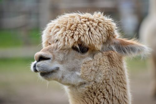 Free Charming close-up portrait of an alpaca in a natural outdoor setting, showcasing its fluffy fur. Stock Photo