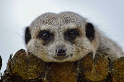 Kostenloses Stock Foto zu erdmännchen, kopf, nahansicht