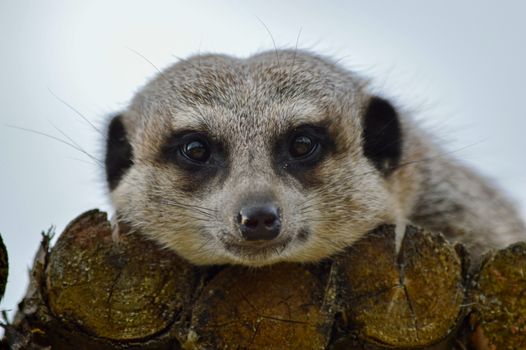 An expressive close-up of a meerkat's face peeking over a wooden perch, showcasing its natural curiosity.