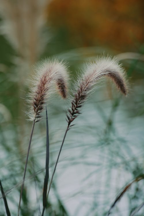 Gratis stockfoto met defocused, fabrieken, gras