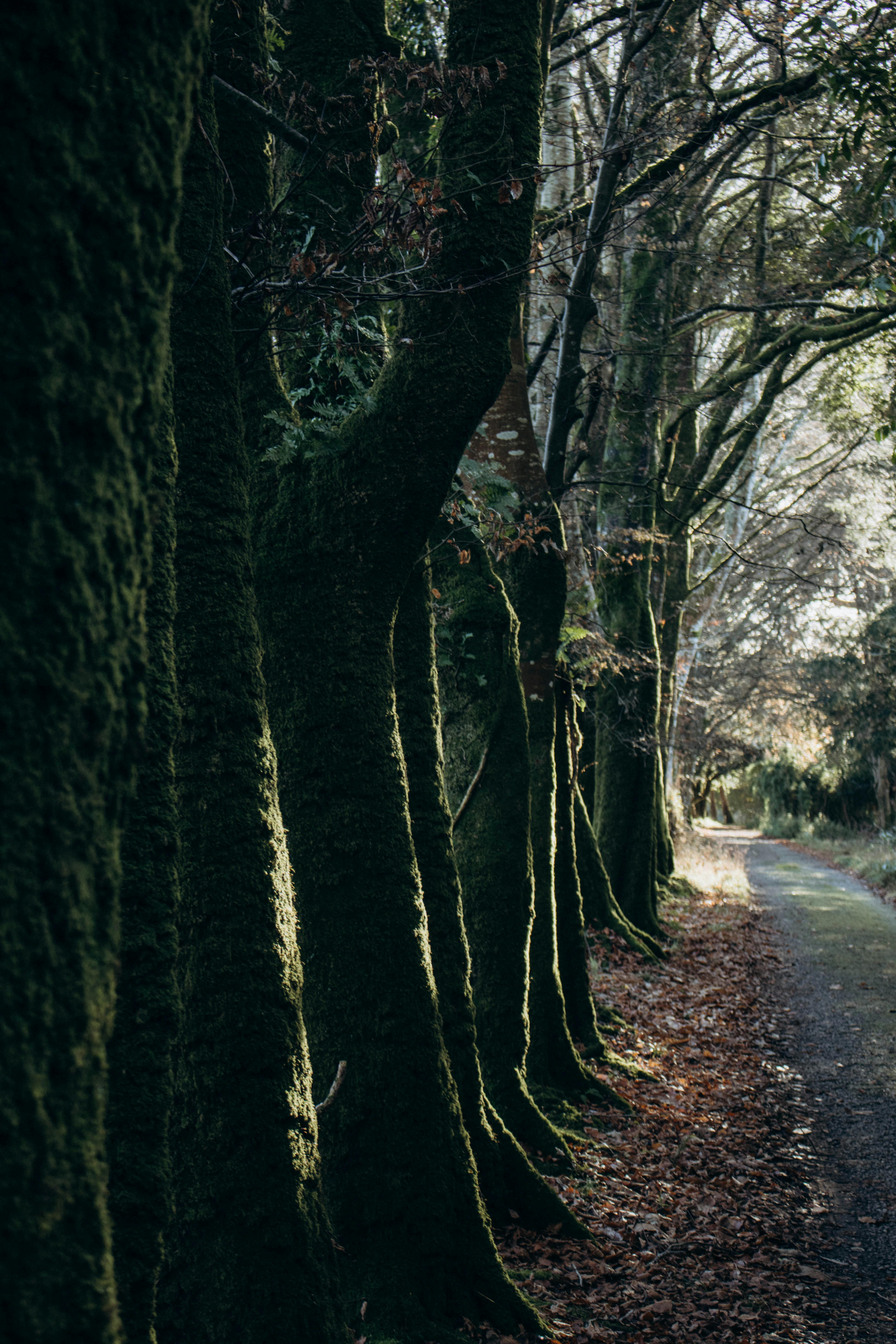 A tranquil forest path shaded by tall, moss-covered trees, perfect for nature walks.