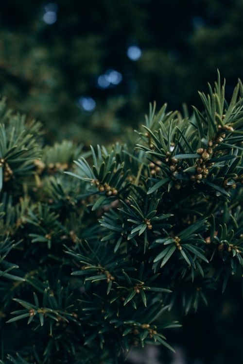 Free Detailed view of fresh evergreen leaves with dew, showcasing natural texture. Stock Photo
