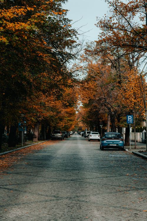 Free A picturesque Bucharest street showcasing vibrant autumn foliage and parked cars. Stock Photo