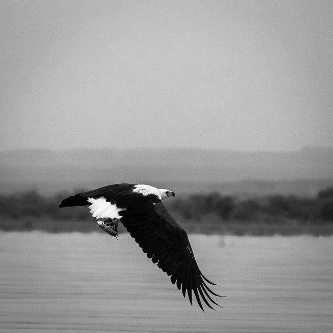 Black and white photo of African Fish Eagle flying over the serene Mara River.