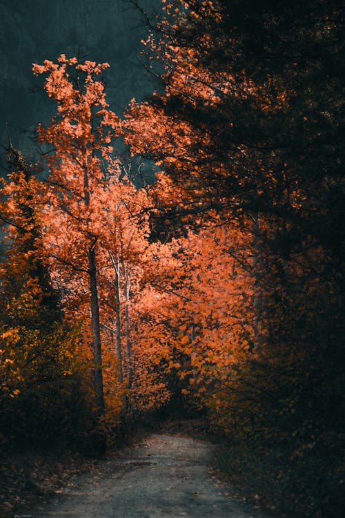 Kostenloses Stock Foto zu bäume, feldweg, herbst