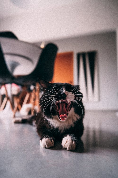 Fotobanka s bezplatnými fotkami na tému čierna, domáce zviera, mačka