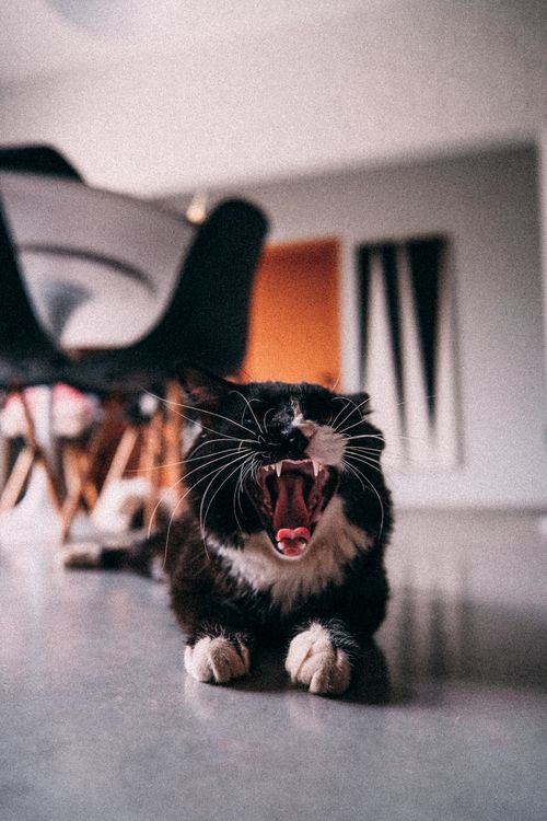 Free A yawning black and white cat lying on the floor inside a modern home, captured in Mirassol, Brazil. Stock Photo