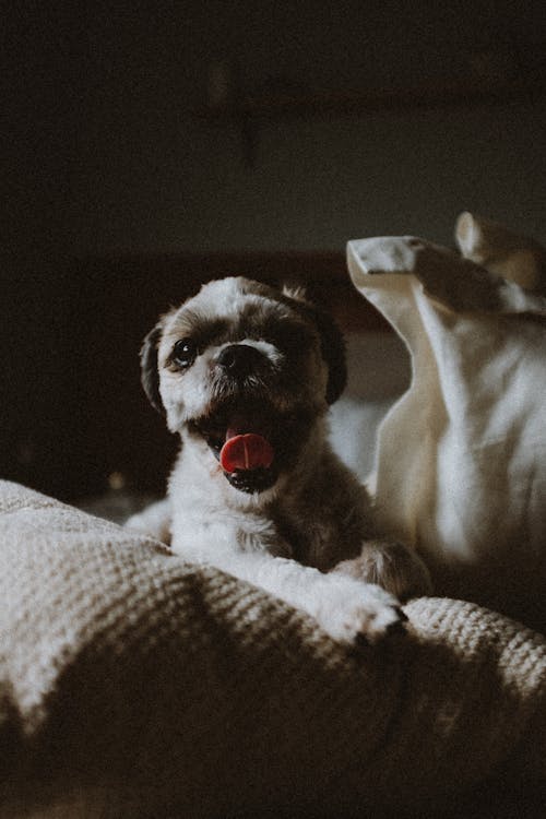 Yawning Puppy Lying on the Bed