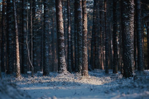 Snow in Evergreen Forest