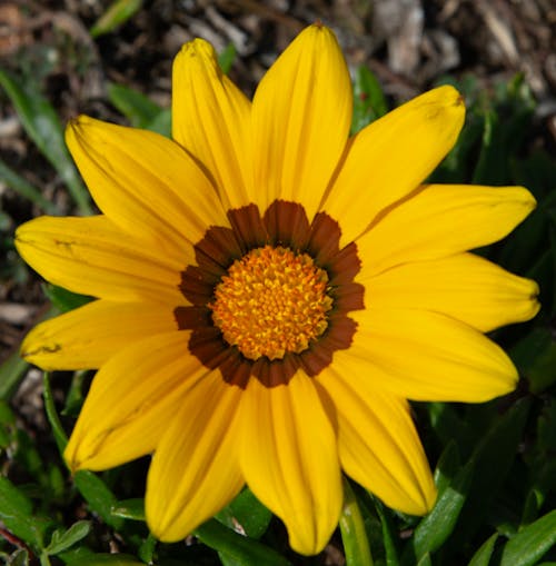 Kostenloses Stock Foto zu fleure, frankreich, gelb