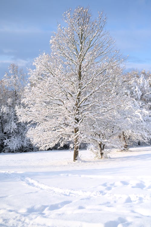 Tree in Snowy Landscape