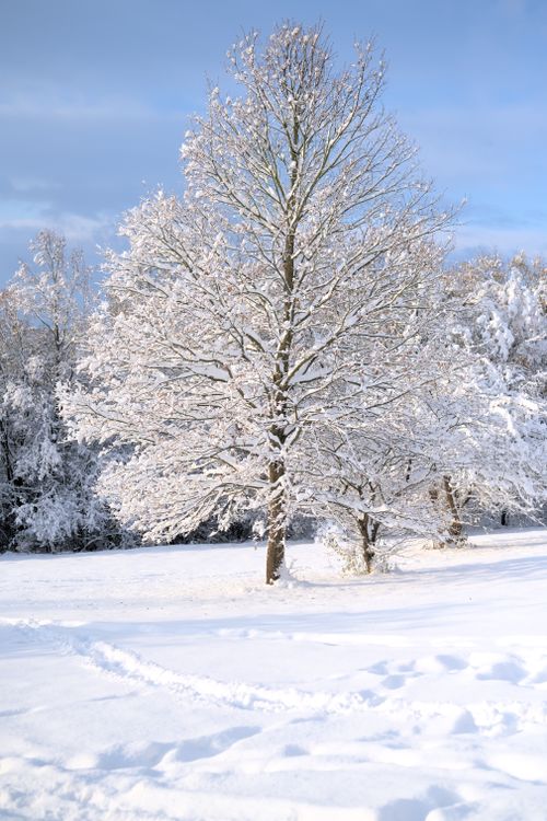 Free A tranquil winter scene featuring a tree blanketed in snow, under a clear blue sky. Stock Photo