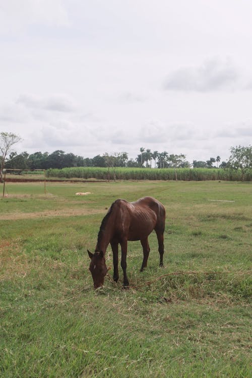 免費 動物攝影, 垂直拍攝, 棕色的馬 的 免費圖庫相片 圖庫相片