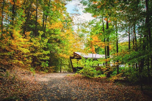 Free stock photo of autumn, hiking trail, nature