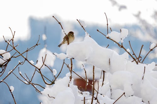 Sparrow Perching on a Twig of a Snow Covered Shrub